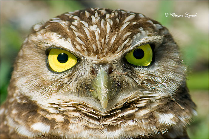 Florida Burrowing Owl 119 by Dr. Wayne Lynch &copy;